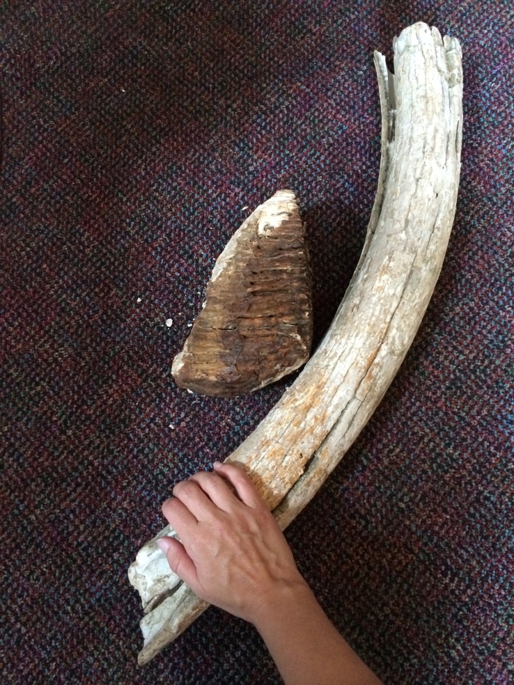 Ronnie brought these up from the basement, and they fell apart as we looked at them. Another mastodon tooth and a tusk.