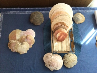 An arrangement of shells on the Shraders' dining room table, including some prize "dinner plate" sized scallops and fossilized scallops.